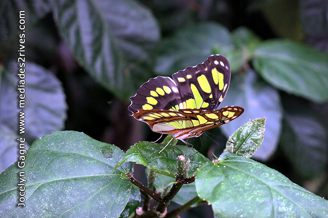 Papillons en Fête 2014